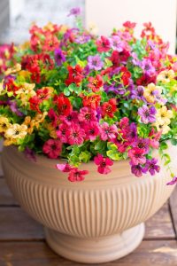 Artificial faux daisy flowers with eucalyptus leaves in pink, red, purple, and yellow
