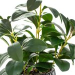 "AlphaAcc artificial succulent in black clay pot on bathroom shelf"