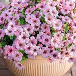 "12 bundles of colorful faux daisy flowers with eucalyptus leaves and boxwood greenery for outdoor and indoor decoration"