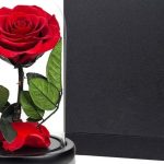 "Preserved red roses arranged inside a medium glass dome for romantic gift"