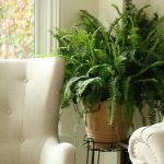 “Snake Plant Sansevieria trifasciata – easy-care indoor plant that purifies air”