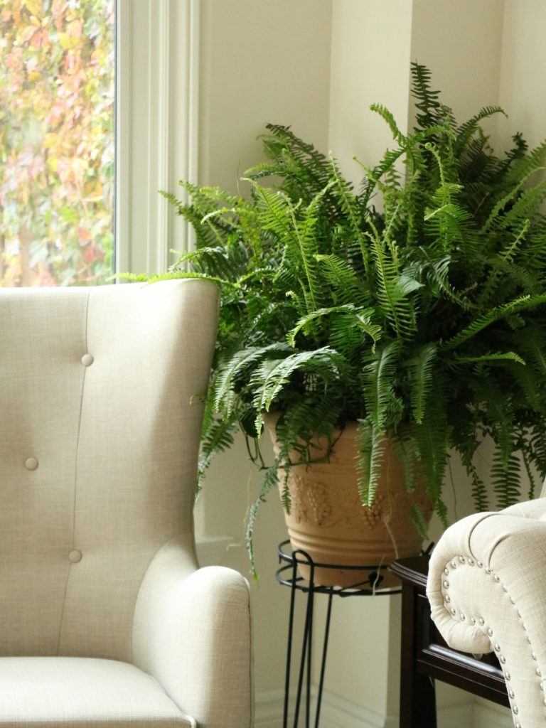 “Snake Plant Sansevieria trifasciata – easy-care indoor plant that purifies air”