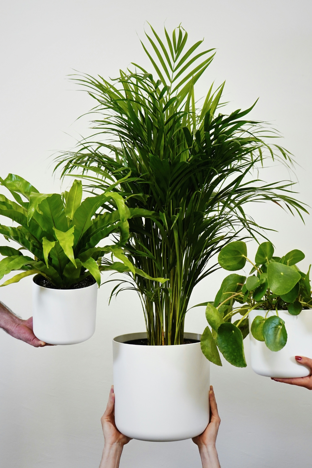 Budget-friendly indoor plants decorating a cozy living room