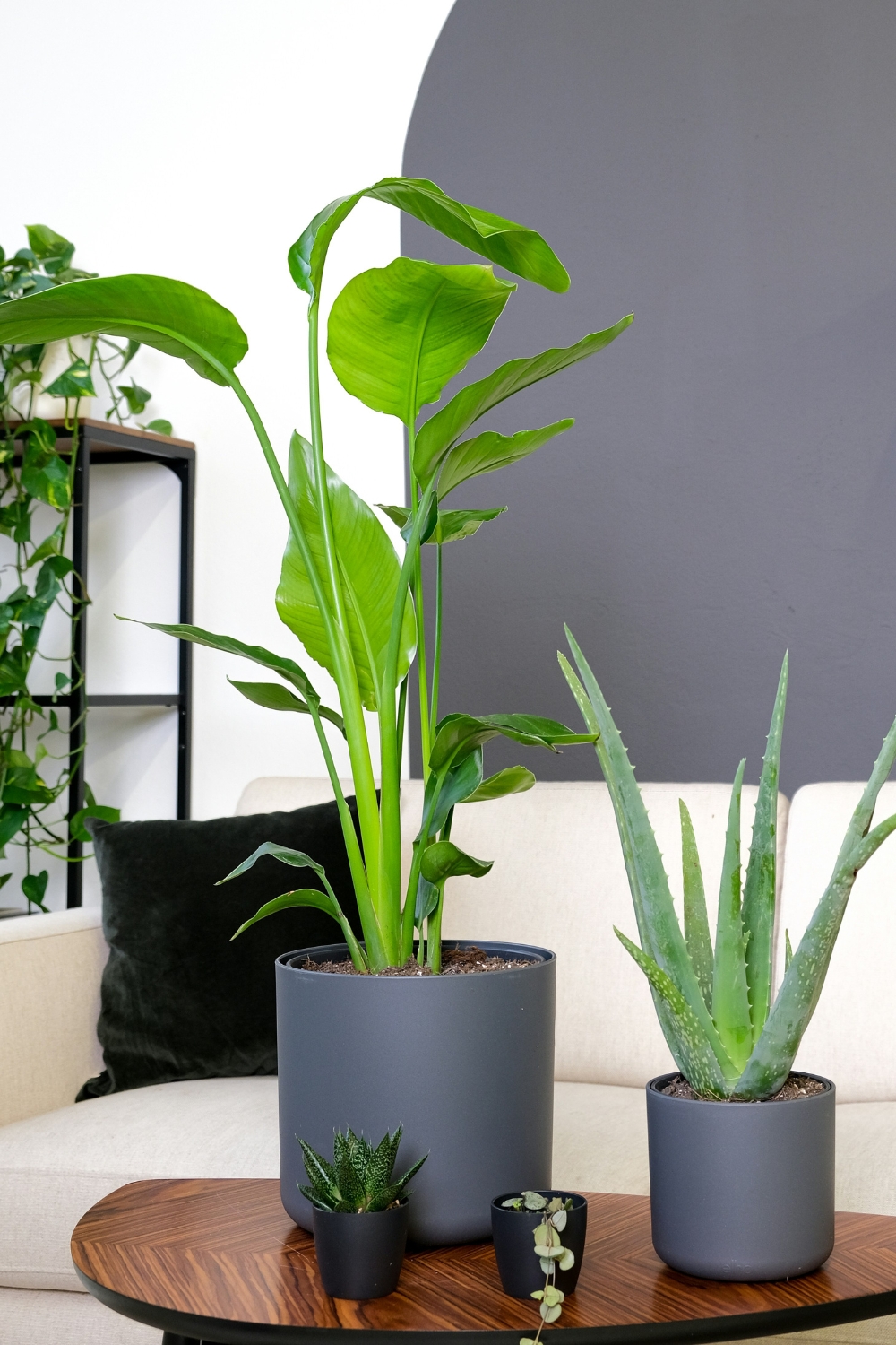 "Living room decorated with indoor plants and natural green accents in 2025"