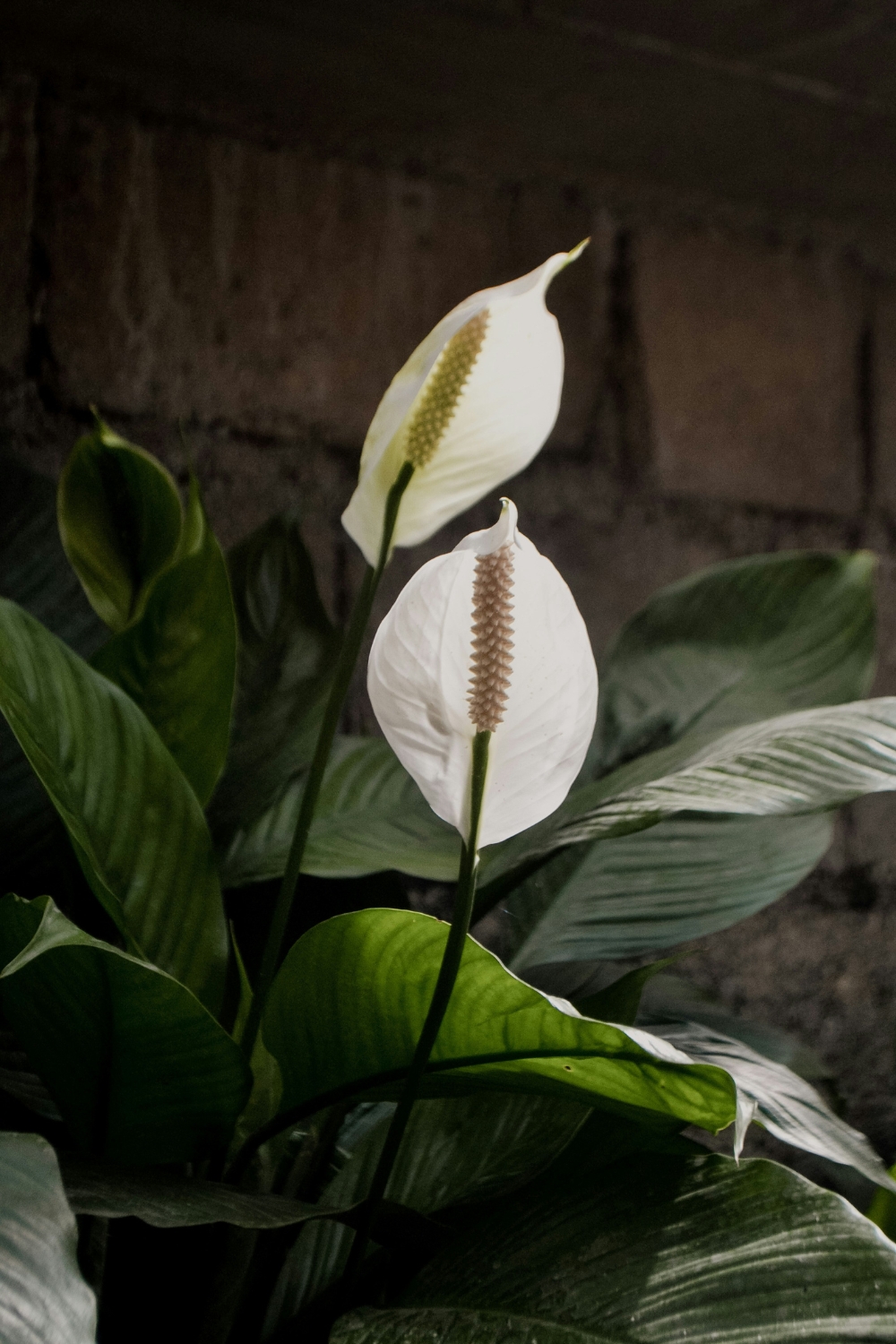peace lily plant care guidepeace lily indoor decoration ideas peace lily benefits for home