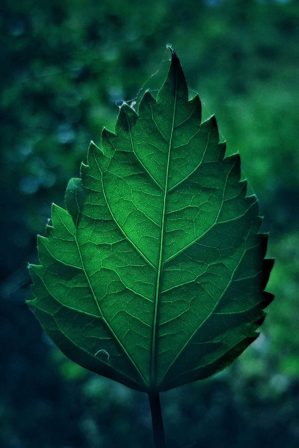 Sage green living room walls with natural wood furniture – calming neutral home design