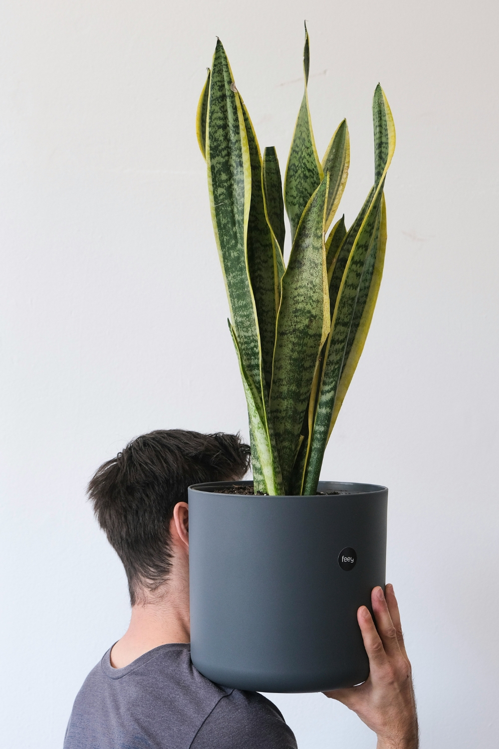 Snake Plant (Sansevieria) in modern ceramic pot for home decoration