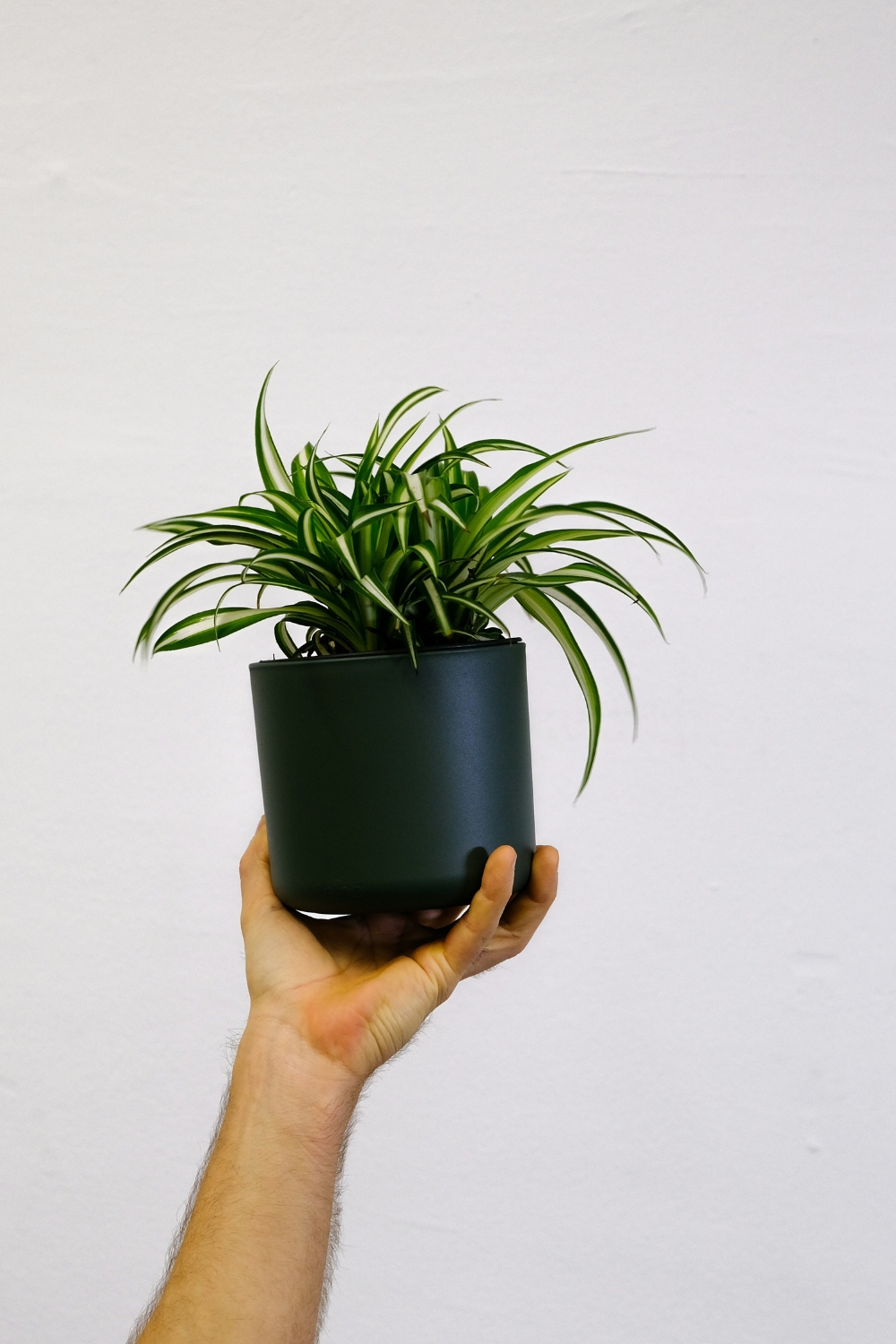 Spider Plant in a hanging basket with cascading green and white leaves