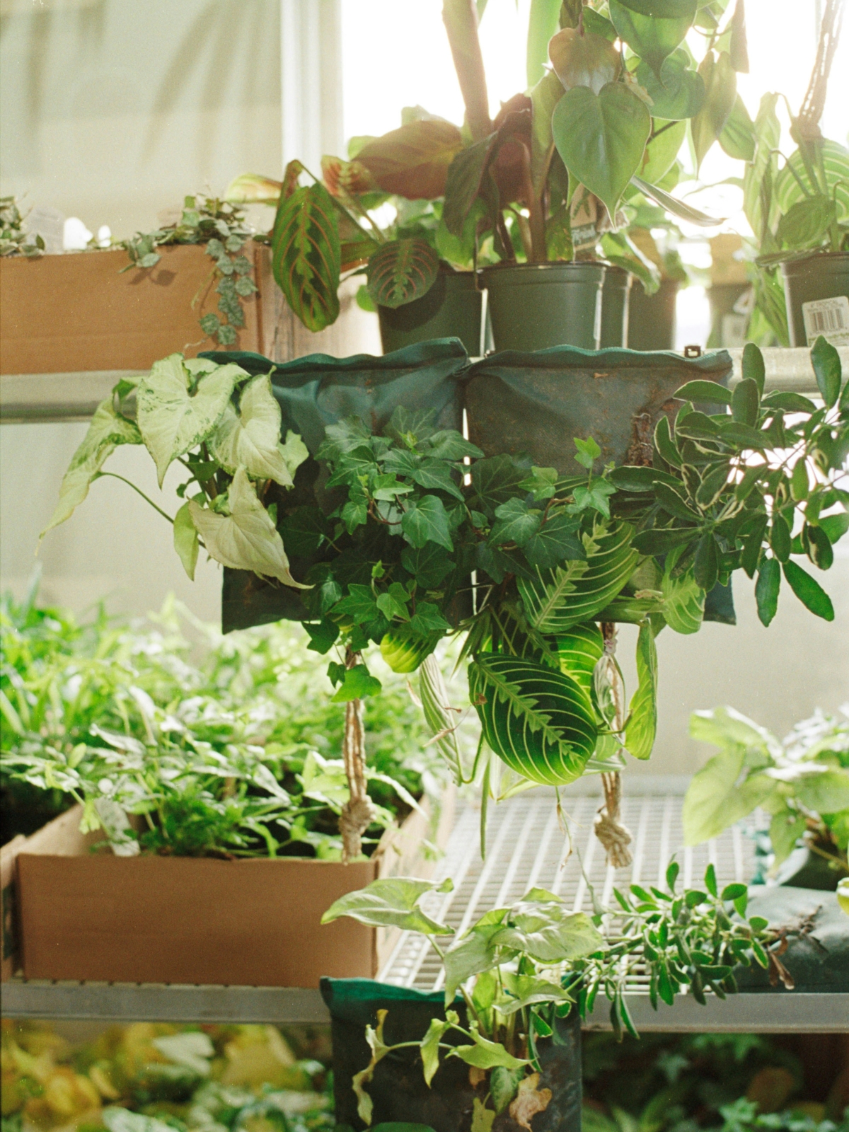 "Indoor plants getting natural light and ventilation during monsoon"