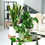 Snake Plant in decorative pot for modern home décor