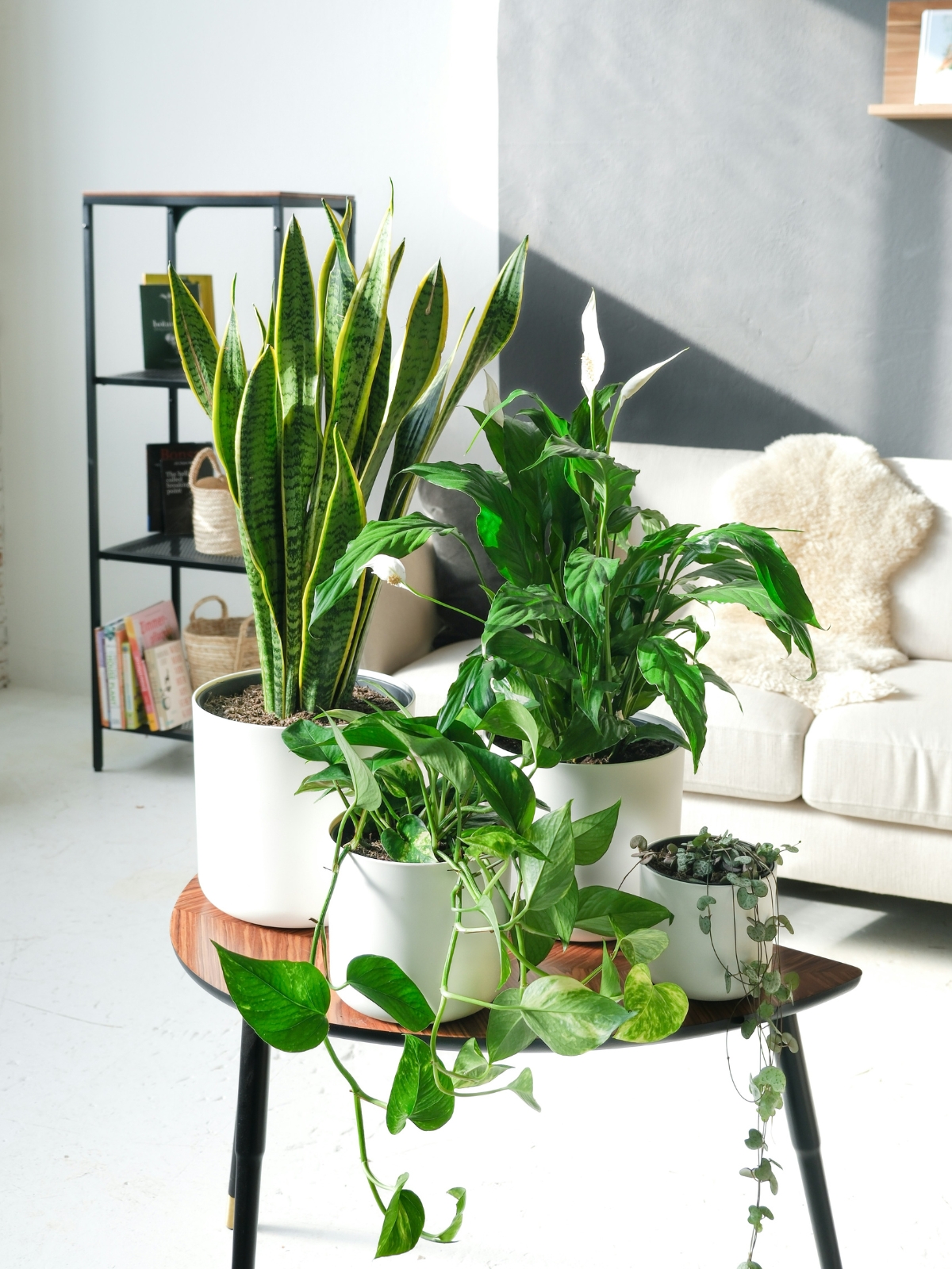Snake Plant in decorative pot for modern home décor