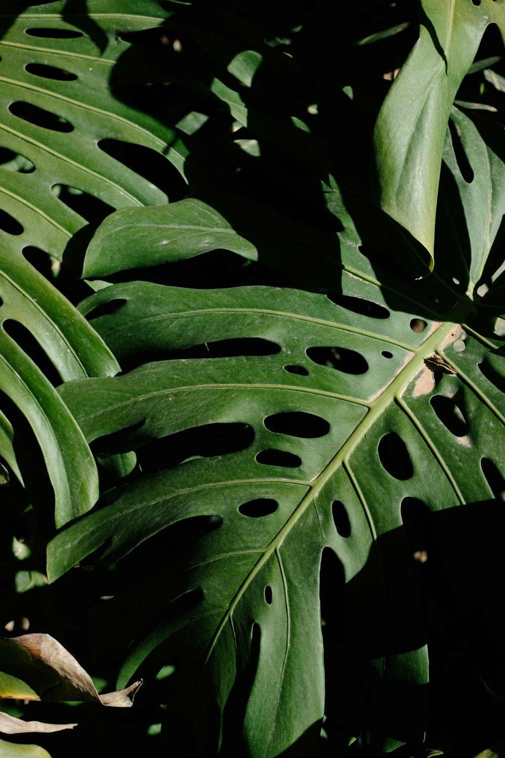 ZZ Plant (Zamioculcas zamiifolia) in a ceramic pot for modern home décor