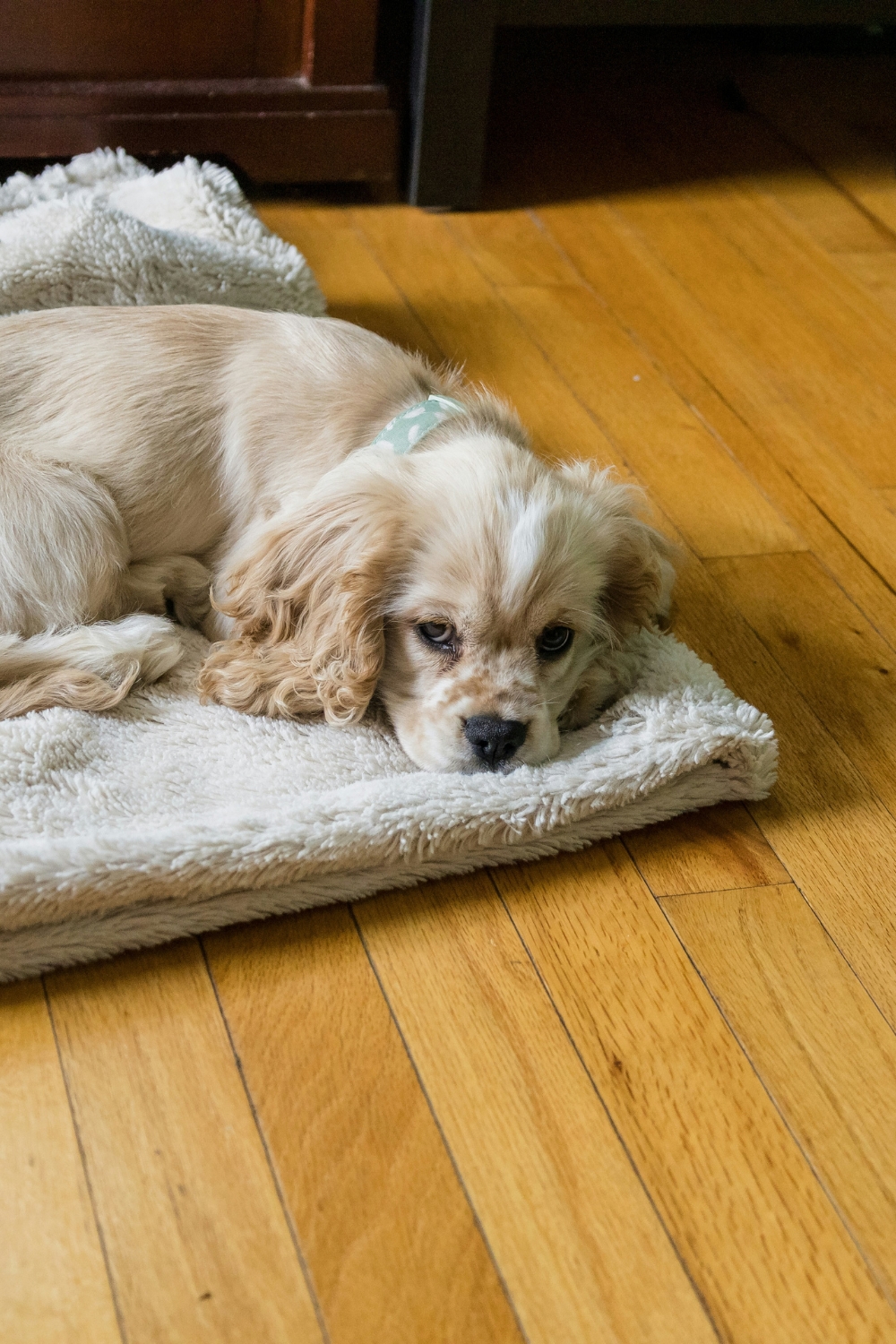 Luxury vinyl plank flooring for pet owners in modern living room