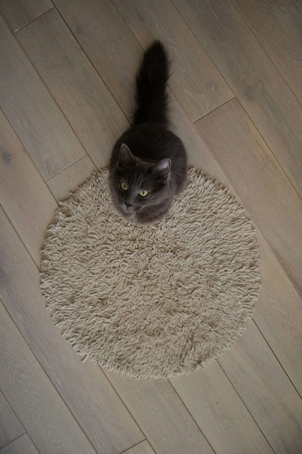Vinyl plank flooring for pets that’s durable and scratch-resistant