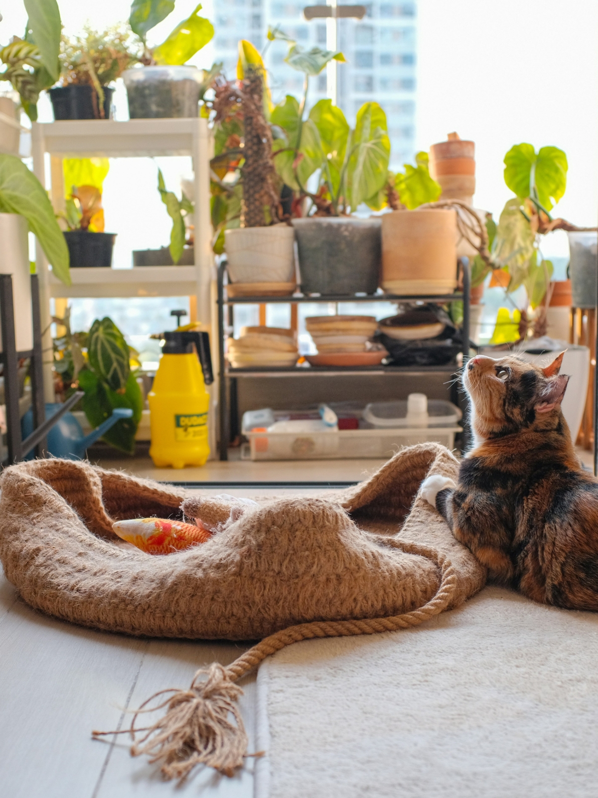 “Modern pet-friendly living room design with dog-friendly furniture and durable flooring”