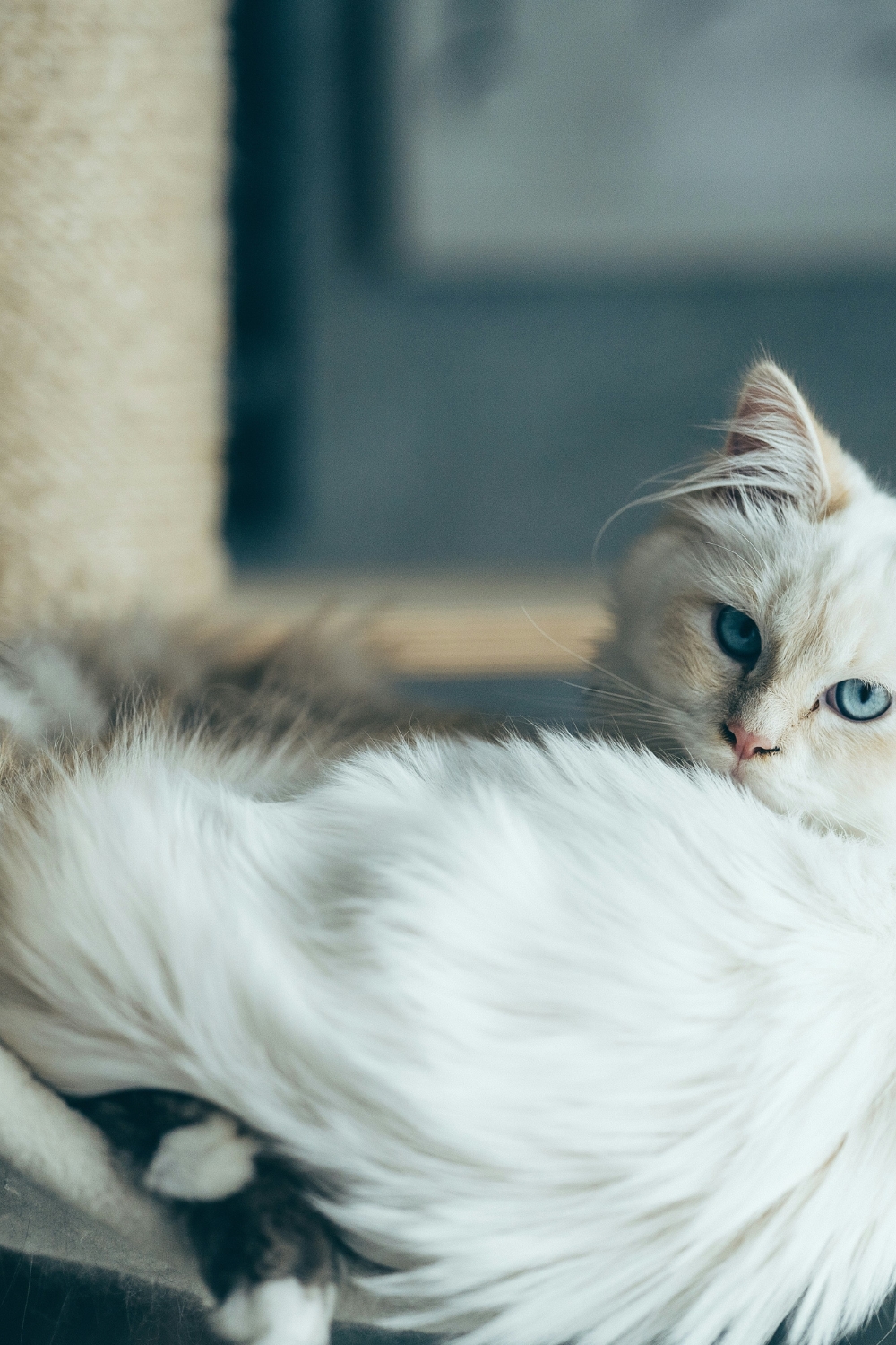 Built-in pet-specific area with cozy bed and stylish storage design