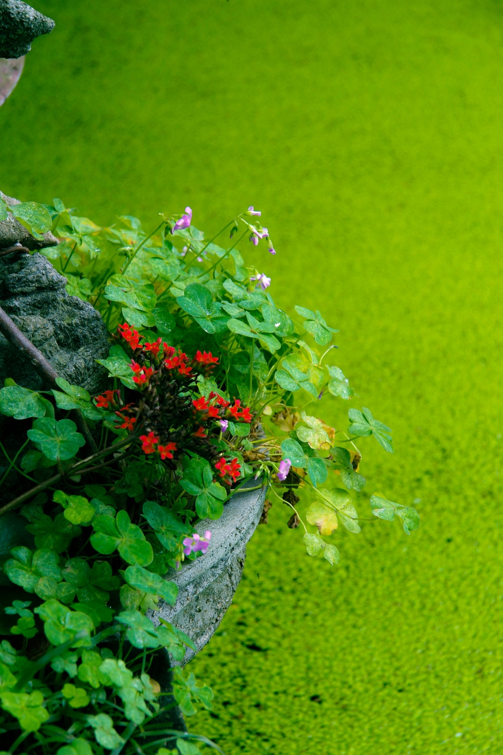 Entryway decorated with greenery and natural elements