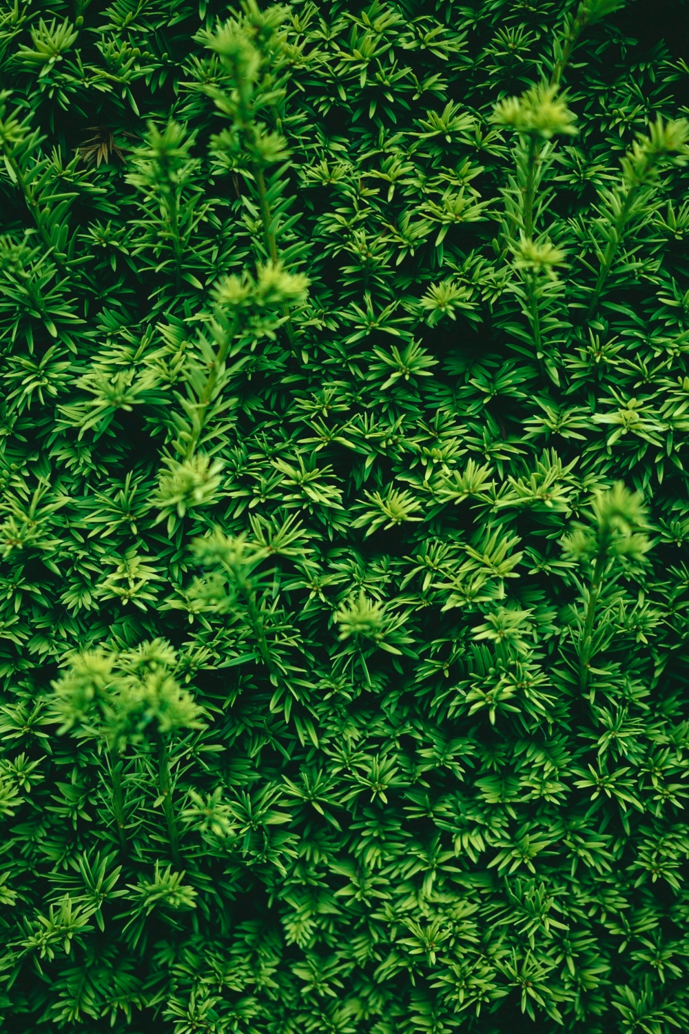 Spa bathroom with indoor plants adding freshness and calming vibes