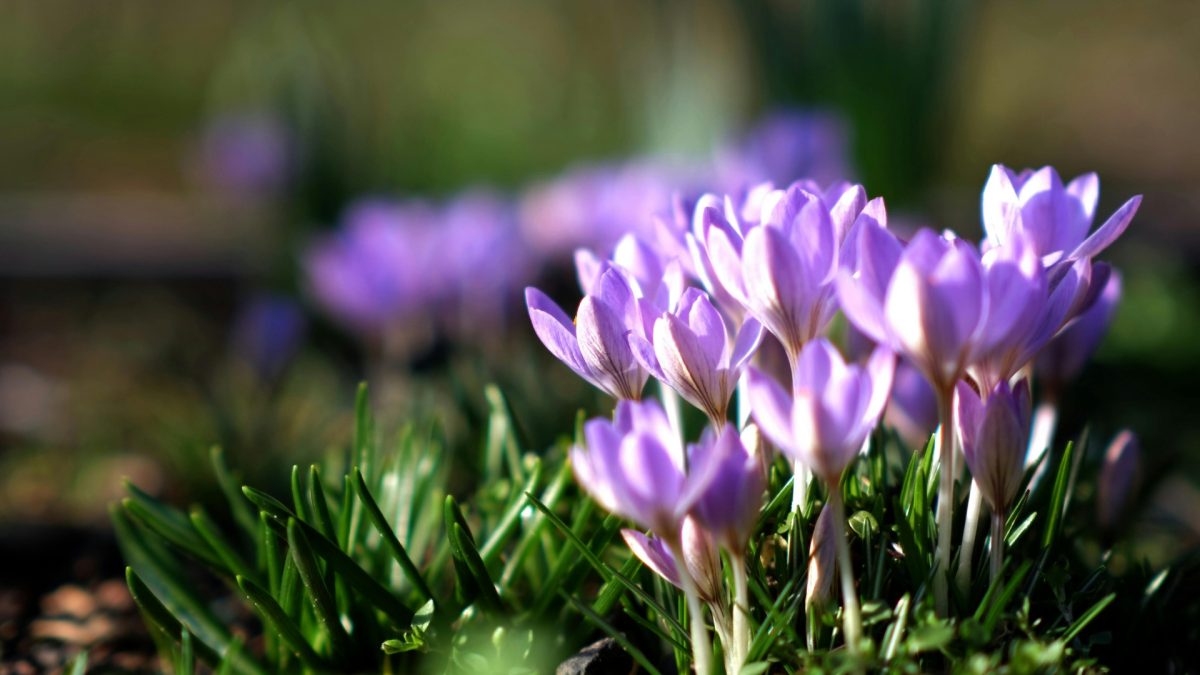 Bright and cozy living room with soft beige walls, terracotta accents, dusty rose cushions, natural wood furniture, and uplifting spring-inspired colors.