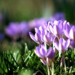 Bright and cozy living room with soft beige walls, terracotta accents, dusty rose cushions, natural wood furniture, and uplifting spring-inspired colors.