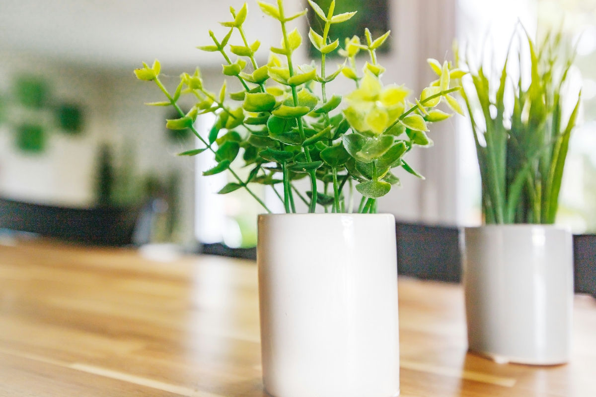 improve indoor air quality with houseplants